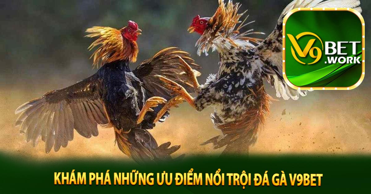 Khám phá những ưu điểm nổi trội đá gà V9BET